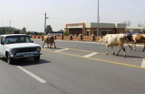 Автодороги Казахстана защитят от животных